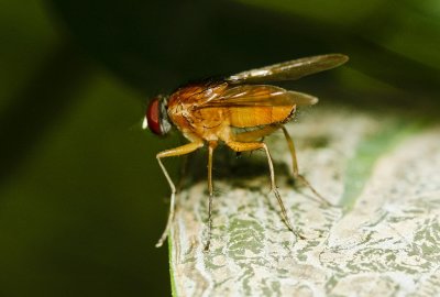Gardens052.jpg