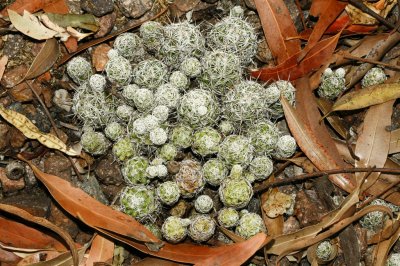Gardens057.jpg