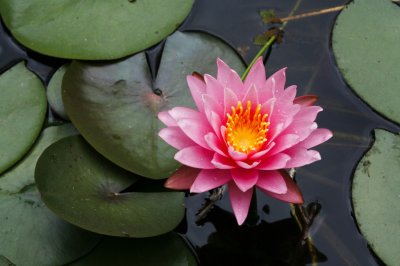 Gardens061.jpg