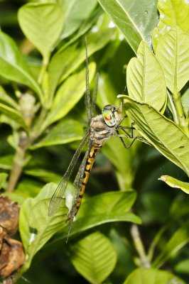 Gardens064.jpg