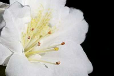 Botanical030.jpg