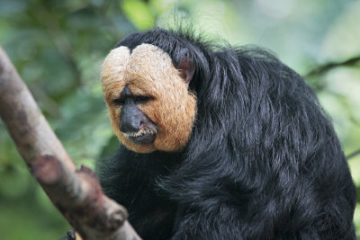 Singzoo005.jpg