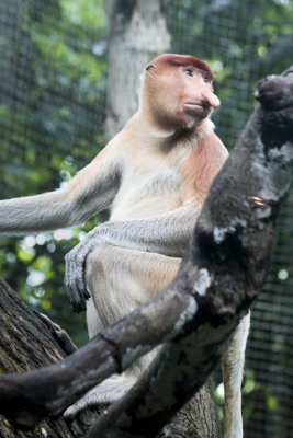 Singzoo009.jpg