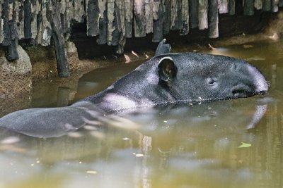 Singzoo015.jpg