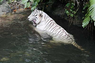 Singzoo018.jpg