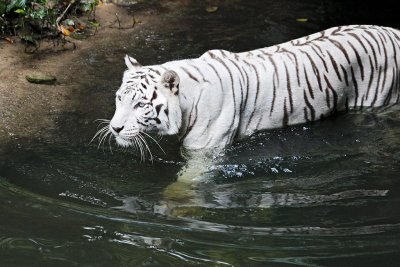 Singzoo019.jpg