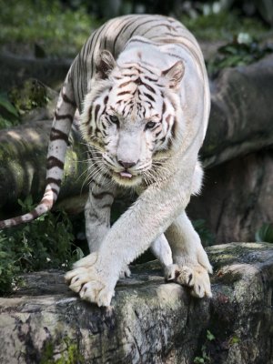 Singzoo021.jpg