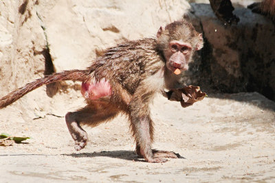 Singzoo030.jpg