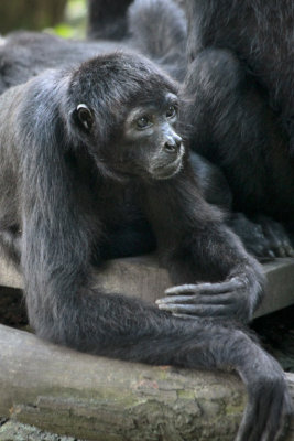 Singzoo035.jpg