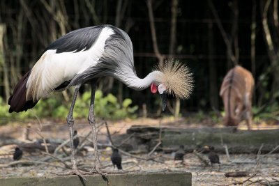 Singzoo040.jpg