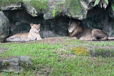 Singzoo045.jpg