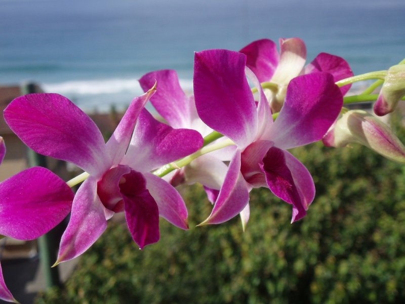 Flowers near  the Sea