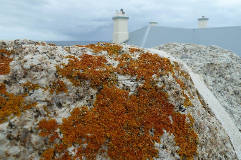 Brown coloured lichen