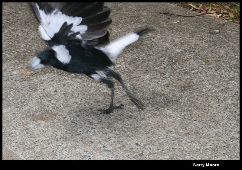 16 feb moving to fly away