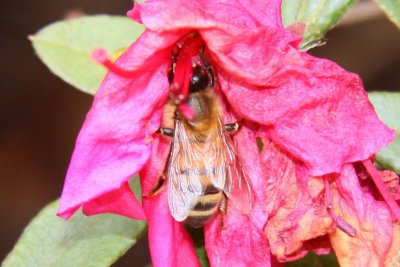 IMG_1120crop.jpg