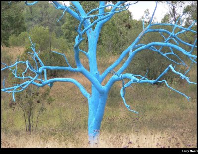 Blue tree - closer