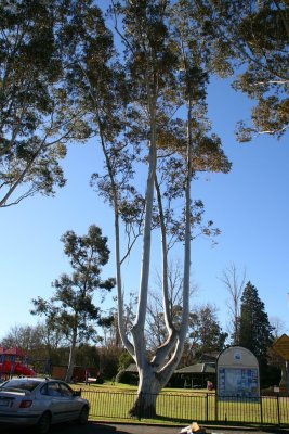 Picton park and Tree