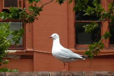 The lonely seagull - central station Sydney P1000462.JPG