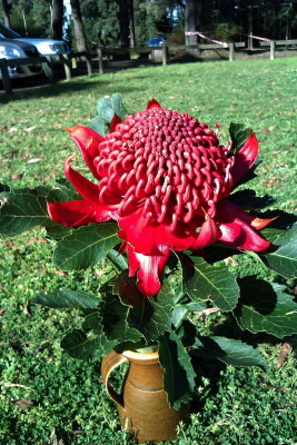 Waratah - Native flower Emblem of New South Wales