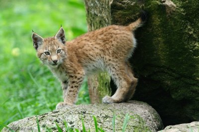 Naturwildpark Granat 2009-08-16