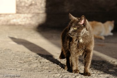 The Cats of La Palma