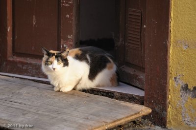 La Palma 2010-12