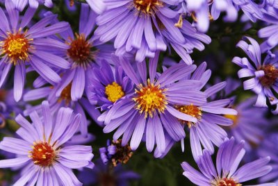 Asters I