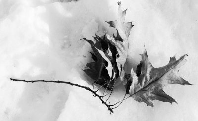 Oak Leaves in Snow