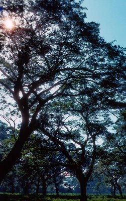 Guango Tree