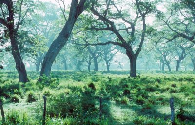 Caymanas Cow Pasture