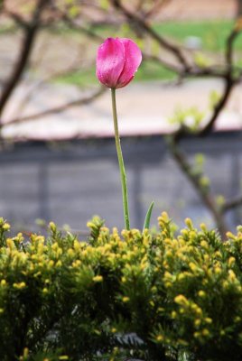 Tulip After the Storm