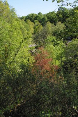 Green leaves in Spring