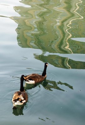 Geese and Reflection