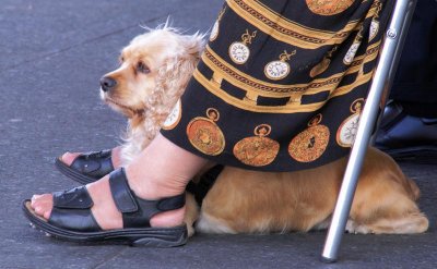 Heeled Dog