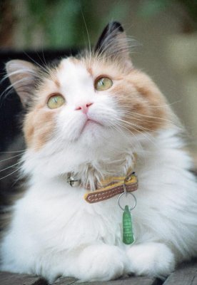 Taffy