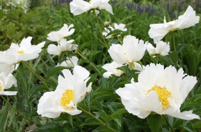 Peonies