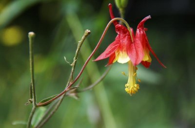 Wild Columbine