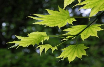Maple