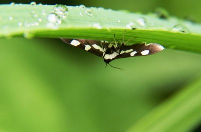 Under A Blade of Grass