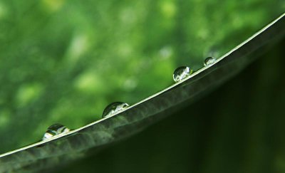 Drops Of the Gentle Rain