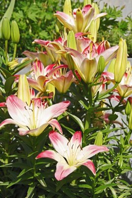 Lilies