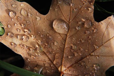 Dew On Maple