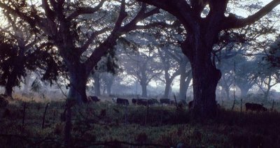 Cow Pasture At Morning