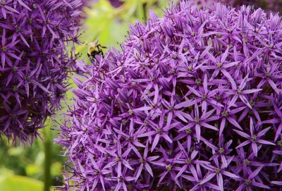 Bee in Purple