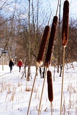 Cattails