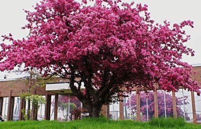 Apple Blossoms
