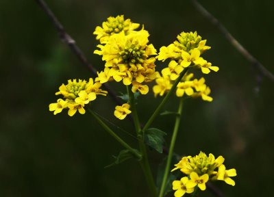 Yellow Rocket