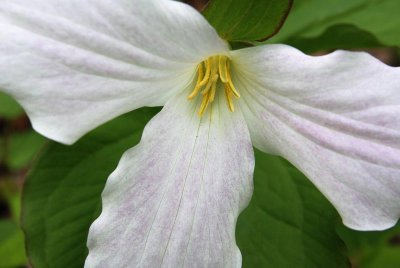Trillium