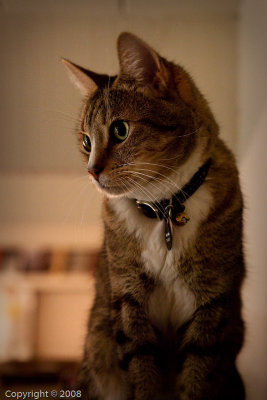 Studley (00040)