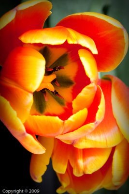 Tulip (00358)